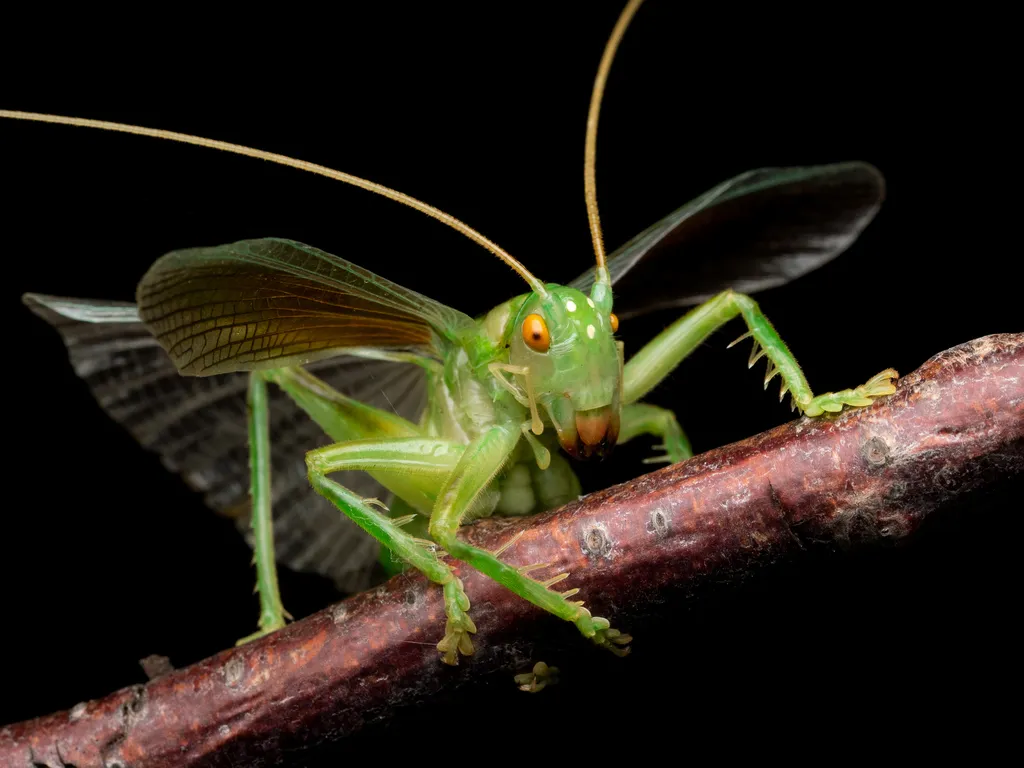 Raspy Crickets - photo 3