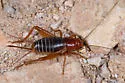 Arizona Cricket