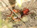 Arizona Cricket - photo 2