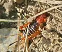 Arizona Cricket - photo 3
