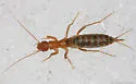Grylloblatta bifratrilecta