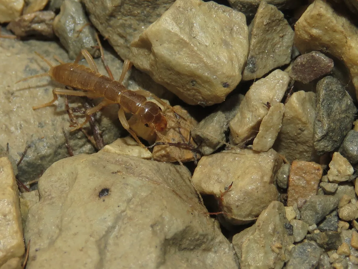 Northern Rock Crawler