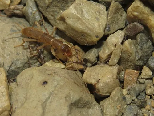 Northern Rock Crawler - photo 3