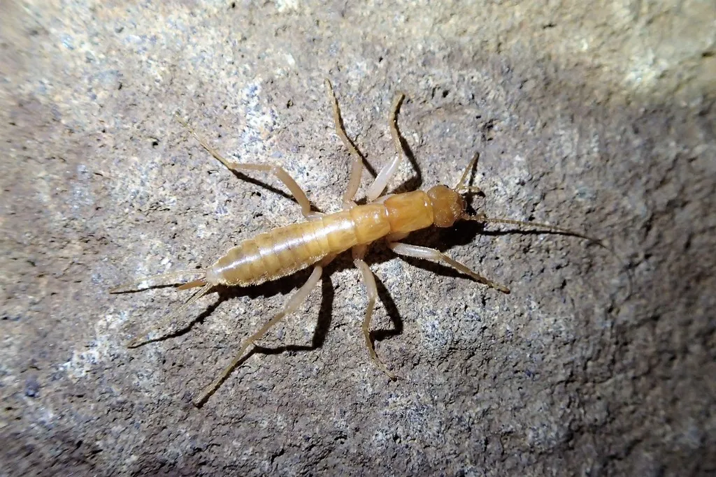 Grylloblatta chandleri - photo 2