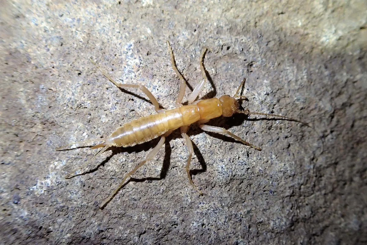 Grylloblatta chandleri - photo 3