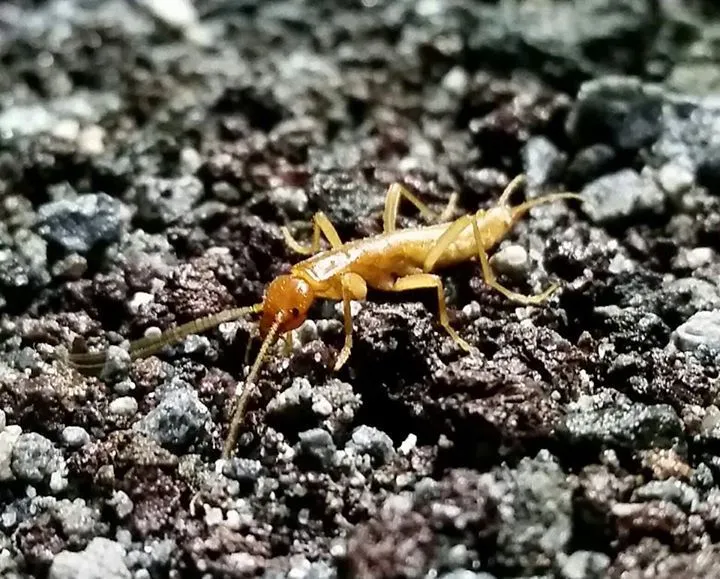 Grylloblatta chirurgica
