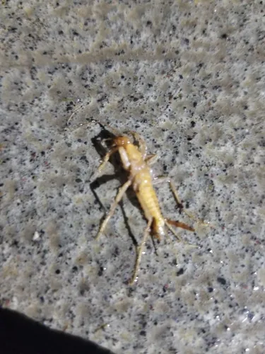 Grylloblatta oregonensis