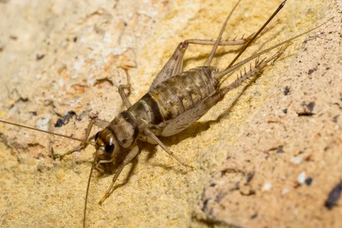 Tropical House Cricket - photo 3