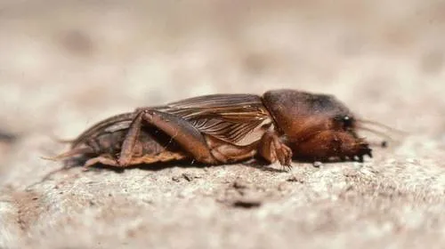 African Molecricket