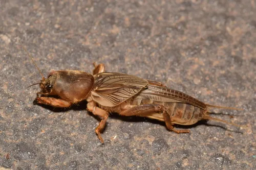 Southern Mole Cricket