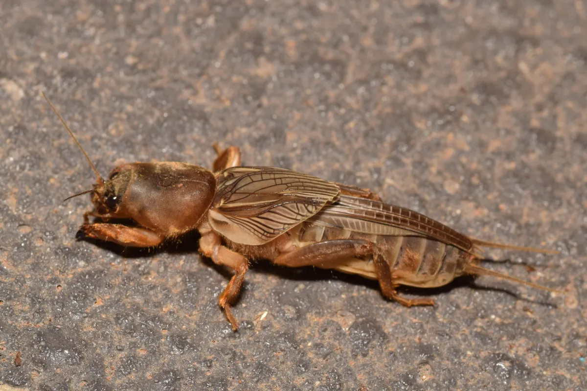 Southern Mole Cricket - photo 3
