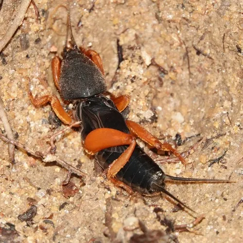 Gryllotalpa fulvipes