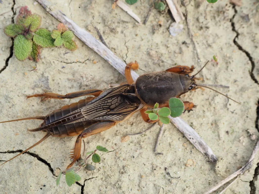 European Mole Cricket