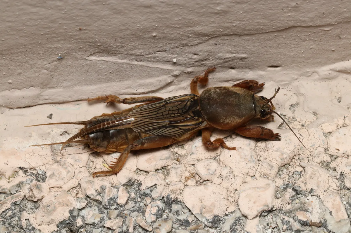 Krimbas's Mole Cricket - photo 3