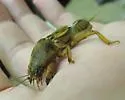 Prairie Mole Cricket