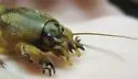 Prairie Mole Cricket - photo 2