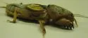 Prairie Mole Cricket - photo 3