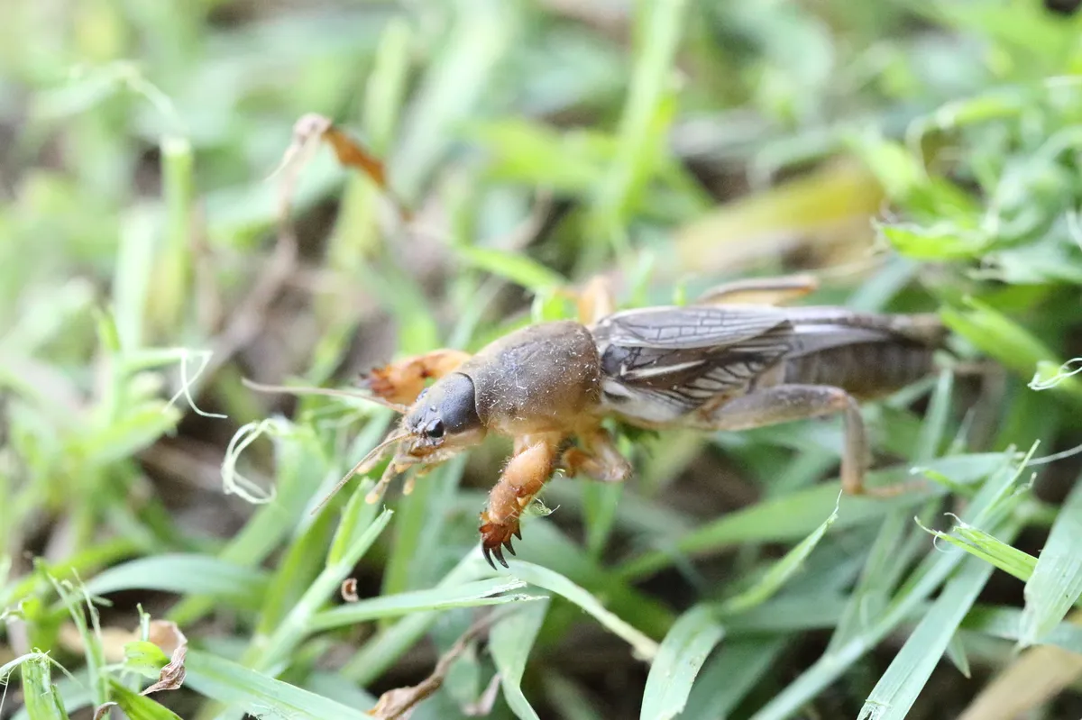 Dark Night Mole Cricket - photo 3