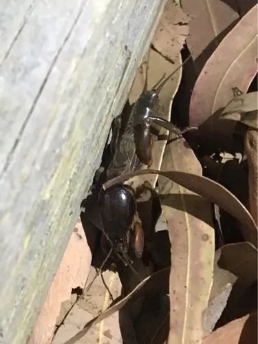 Gryllotalpa nitidula