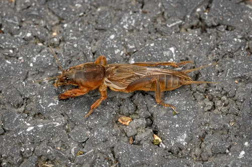 Oriental Mole Cricket
