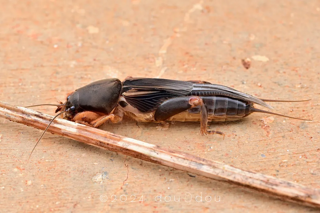 Gryllotalpa ornata - photo 2