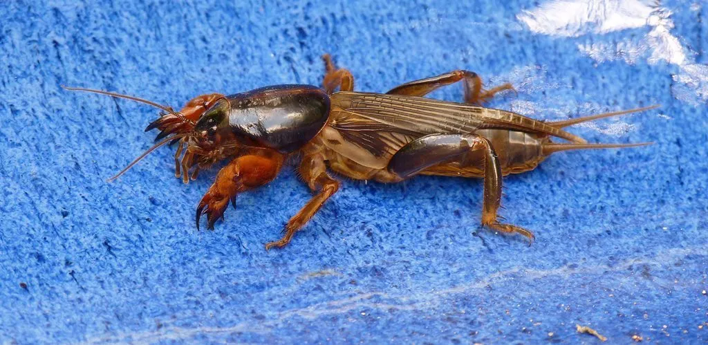 Gryllotalpa pluvialis - photo 2