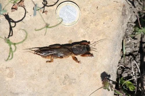 Gryllotalpa quindecim