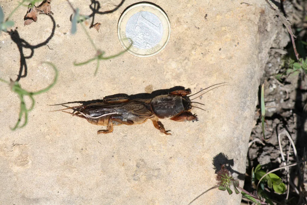 Gryllotalpa quindecim - photo 2
