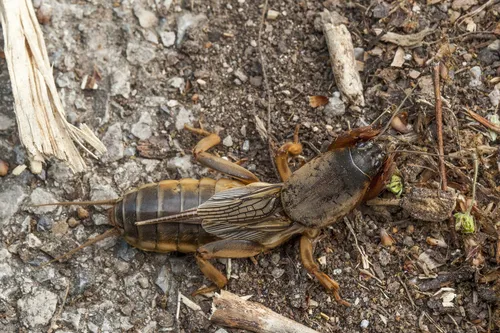 Gryllotalpa septemdecimchromosomica