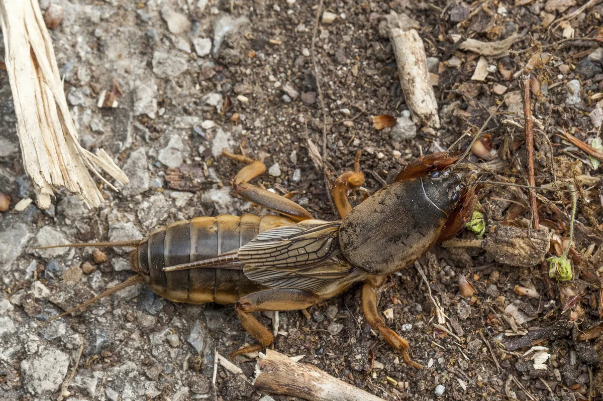 Gryllotalpa septemdecimchromosomica - photo 3