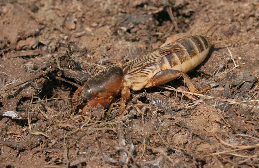 Steppe Mole Cricket - photo 2