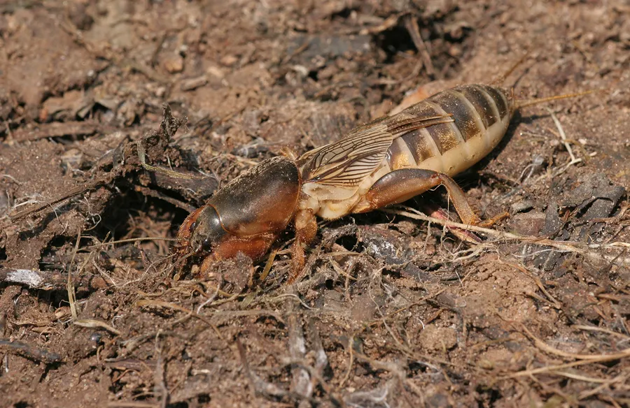 Steppe Mole Cricket - photo 3