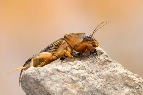 Vineyard Mole-cricket