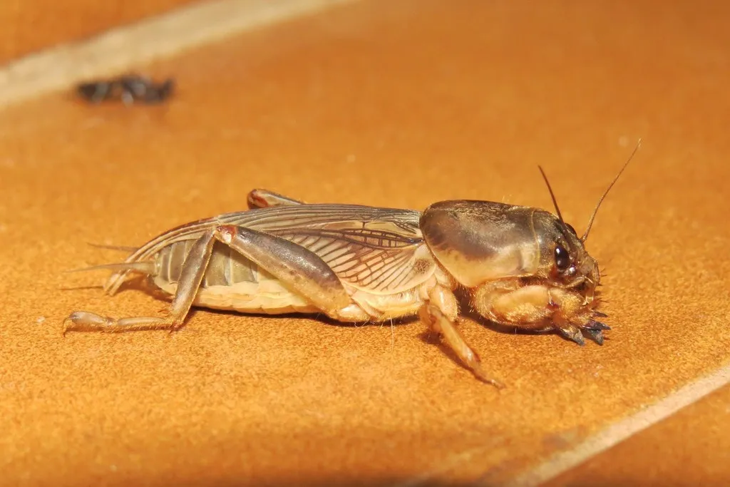 Mole Crickets - photo 2