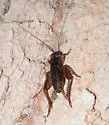 Damp-loving Field Cricket - photo 2