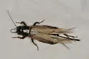 Armed Field Cricket