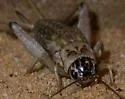 Jamaican Field Cricket