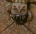 Jamaican Field Cricket - photo 2