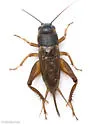 Jamaican Field Cricket - photo 3