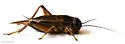 Jamaican Field Cricket - photo 4