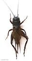 Jamaican Field Cricket - photo 5