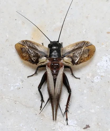Southern Field Cricket