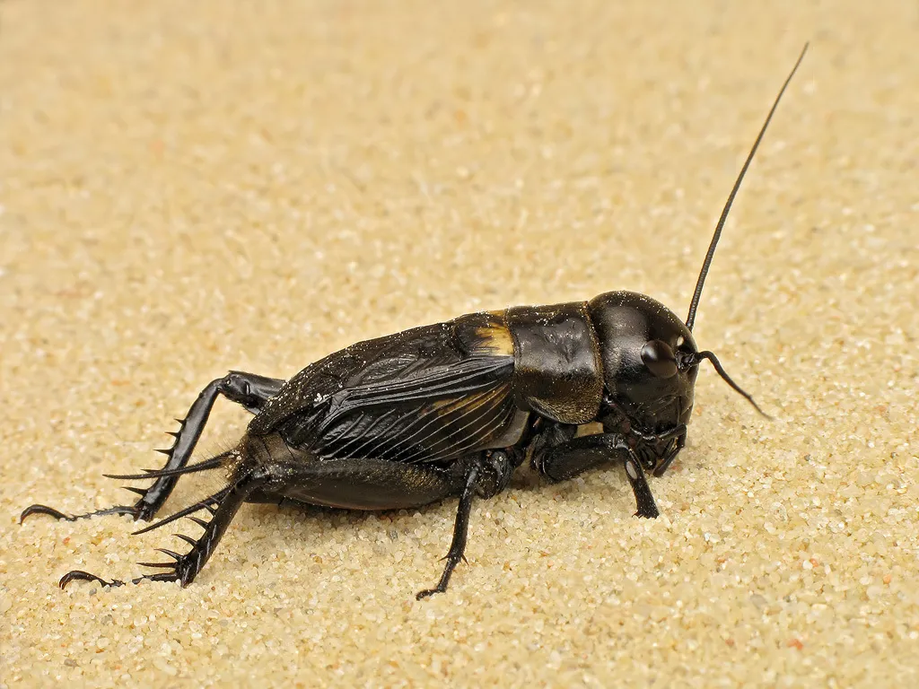 European Field Cricket - photo 2