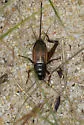 Sand Field Cricket