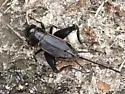 Sand Field Cricket - photo 2