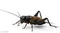 Sand Field Cricket - photo 4