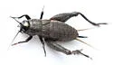 Southern Wood Cricket