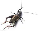 Southern Wood Cricket - photo 2