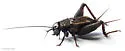 Southern Wood Cricket - photo 3