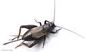 Southern Wood Cricket - photo 4